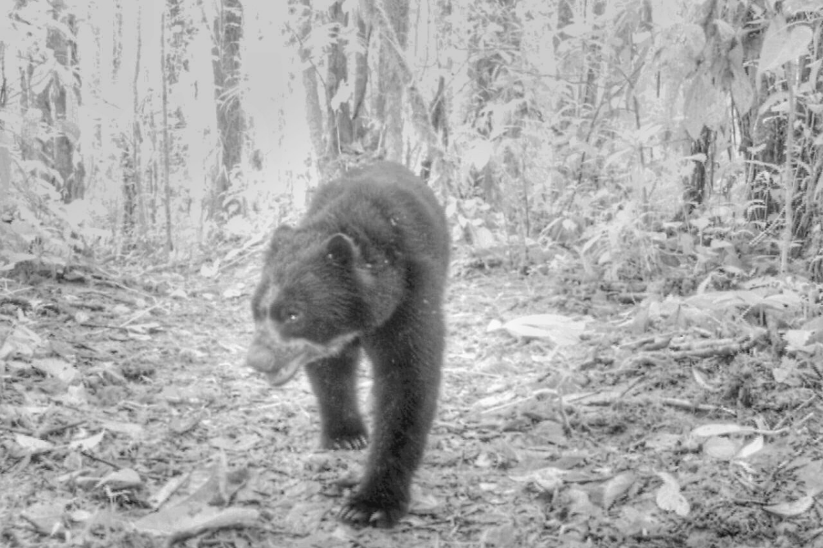 After many years, a Spectacled Bear was sighted in the Narupa reserve
